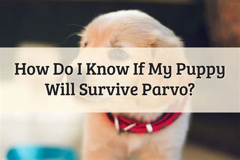 What to Know About Puppy Surviving Parvovirus (2022 guide).